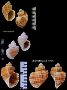 トウダカオリイレボラ Scalptia contabulata small