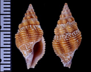 ベニマキ 紅巻 Benimakia fastigia small