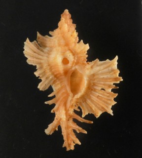 セリナバショウ Pterynotus cerinamarumai small