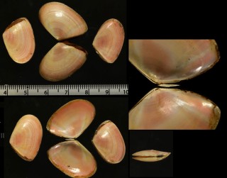 フカミザクラ (仮称) Tellina sp. small