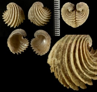 ウズマキゴコロガイ 渦巻心貝 Verticordia deshayesiana small