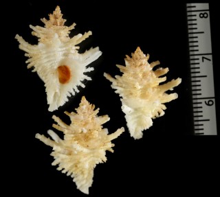 シカマカセン 鹿間華蘚 Babelomurex indicus small