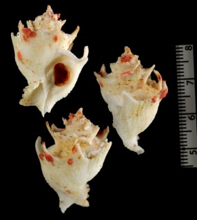 シロキキョウニシ Babelomurex finchii small