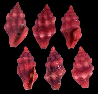 アラレモモイロフタナシシャジク 霰桃色無蓋車軸 Lienardia purpurata small