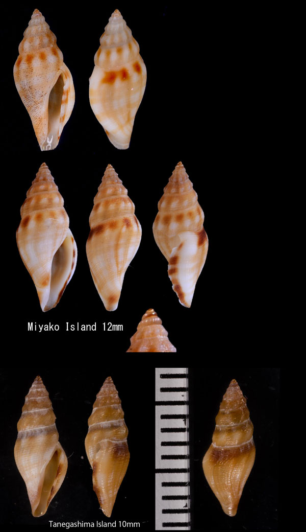 オトヒメコトツブ 乙姫琴小螺 Cytharopsis kyushuensis small