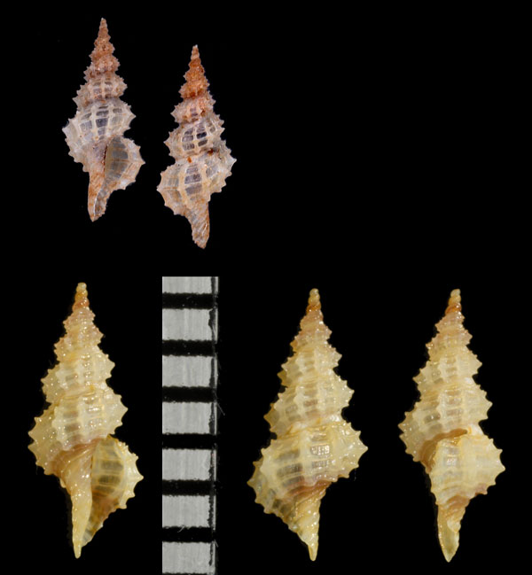 アラボリトゲコウシツブ Veprecula vepratica small