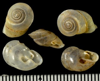 カドバリネジレガイ (仮称) Oophana acuticarinata small