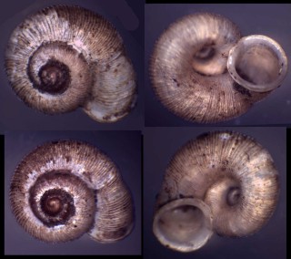 ピルスブリムシオイ Chamalycaeus pilsbryi small