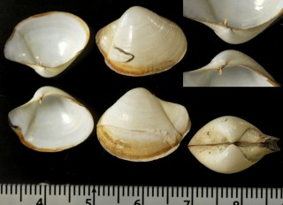 ハトムネシャクシ Myonera dautzenbergi small