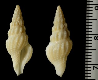 カルメンシャジク Glyphostoma carmen small