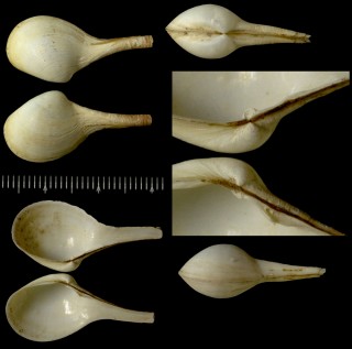 シャクシガイ 杓子貝 Cuspidaria steindachneri small