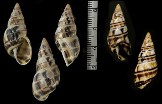 ウロコモンミカンマイマイ （仮称） Drymaeus sp. small