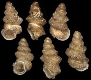 カドバリゴマガイ （仮称） Diplommatina carinaspinosa small