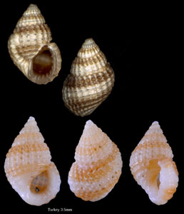 ナンキンムシツボ Alvania cimex small