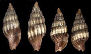 ヒナオトメフデ Pusia diutenerum small