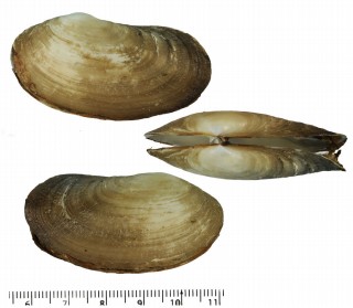 カモジガイ 髢貝 Lutraria arcuata small