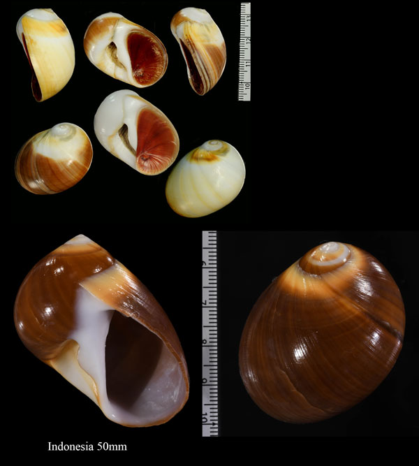 オオタマツバキ Polinices peselephanti small