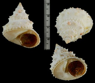 アラナミハリエビス 荒波針戎 Lischkeia undosa small