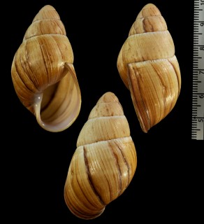 トンプソンナガマイマイ Thaumastus thompsoni small