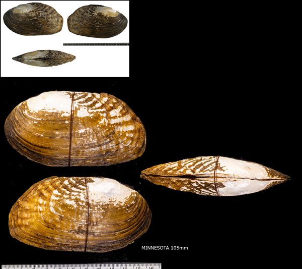 ヒダヘリカワボタン Lasmigona costata small