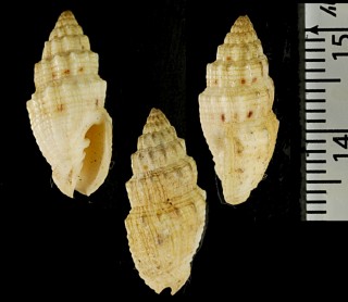 チヂミハマヅト Vexillum pacifica small