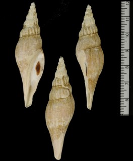 ツノキフデ Benthovoluta hilgendorfi small