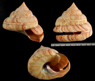 ノティアリスタイセイヨウオキナエビス Perotrochus atlanticus notialis small