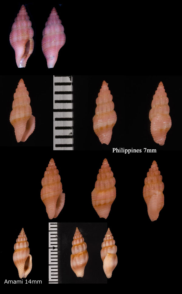 ハナヤカフタナシシャジク Lienardia giliberti small