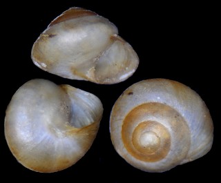 ヤエヤマヤマキサゴ Aphanoconia yaeyamensis small