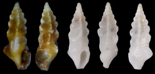 ホシクズヒロイ Plagiostropha quintuplex small