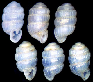スマトラミツバタワラ （仮称） Sinoennea sumatrensis small