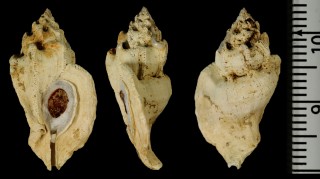 ワスレヨウラク Dermomurex neglecta small