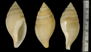 テラマチギボシクダマキ Buccinaria jonkeri small