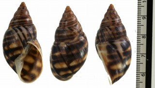 フトジマトカンチンミカンマイマイ （仮称） Drymaeus sp. small