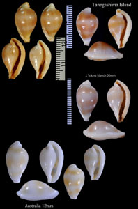イグチケボリ 猪口毛彫 Margovula pyriformis small