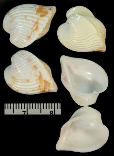 カノコシボリコウボネ Meiocardia moltkiana small