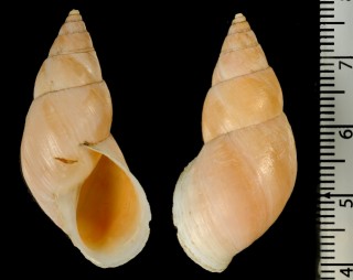ラウカンミカンマイマイ （仮称） Llaucanianus haasi small