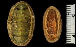 アミモノウスヒザラ Ischnochiton textilis small