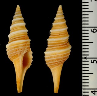 シンシアクダマキ Polystira oxytropis small