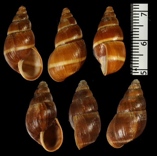 タルマナガマイマイ （仮称） Thaumastus alutaceus tarmensis small
