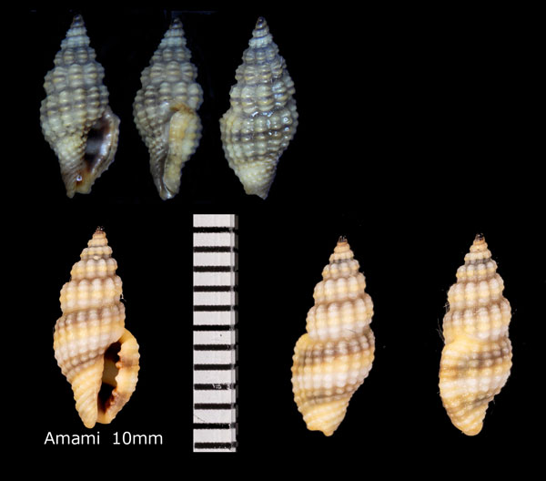 サンショクアラボリクチキレツブ Lienardia tricolor small