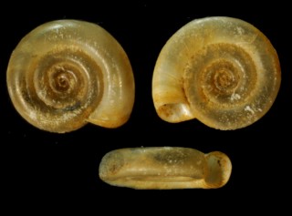 ボタンヒラマキ （仮称） Anisus spirorbis small