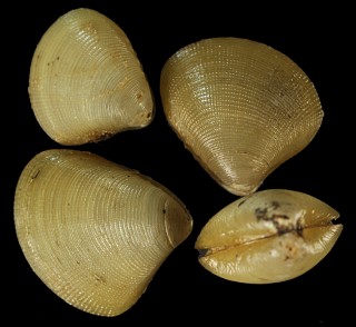 マメシジミクルミガイ 豆蜆形胡桃貝 Nucula torresi gemmulata small