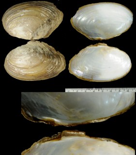 ハクチョウヌマガイ （仮称） Anodonta cygnea small