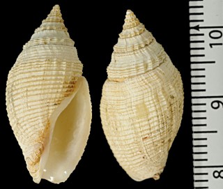 ミソラフデシャジク Buccinaria urania small