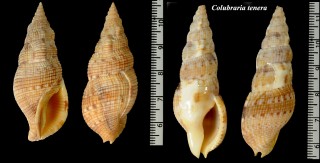 セコバイ Colubraria castanea small