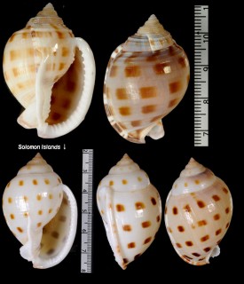ワダチウラシマの一型 Semicassis bisulcata booleyi small