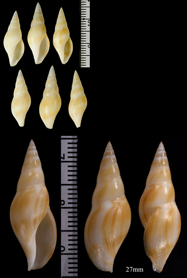 ホサキシャジク Typhlosyrinx supracostata small