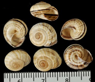 ウスズミミスジコダママイマイ （仮称） Hemitrochus fuscolabiata small