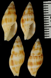 ジョリベオトメフデ （仮称） Pusia joliveti small